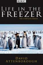 Watch Life in the Freezer Zmovie