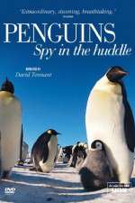 Watch Penguins Spy In The Huddle Zmovie