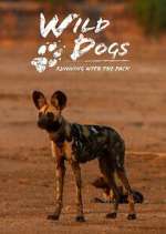 Watch Wild Dogs: Running with the Pack Zmovie