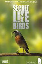 Watch Iolo's Secret Life of Birds Zmovie