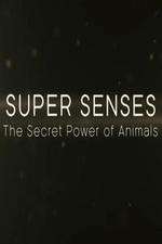 Watch Super Senses The Secret Power of Animals Zmovie