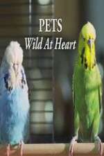 Watch Pets - Wild at Heart Zmovie