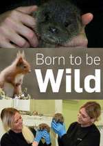 Watch Born to Be Wild Zmovie