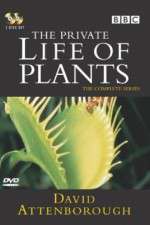 Watch The Private Life of Plants Zmovie