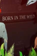 Watch Born In The Wild Zmovie