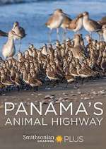 Watch Panama's Animal Highway Zmovie
