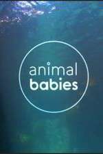 Watch Animal Babies Zmovie