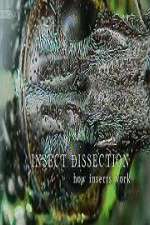 Watch Insect Dissection How Insects Work Zmovie