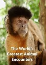 Watch World's Greatest Animal Encounters Zmovie