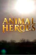 Watch Animal Heroes Zmovie