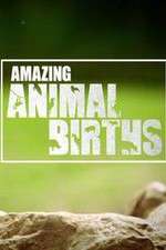 Watch Amazing Animal Births Zmovie