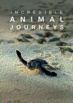 Watch Incredible Animal Journeys Zmovie