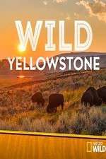 Watch Wild Yellowstone Zmovie