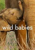 Watch Wild Babies Zmovie
