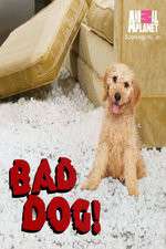 Watch Bad Dog! Zmovie