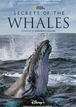 Watch Secrets of the Whales Zmovie