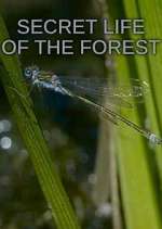 Watch Secret Life of the Forest Zmovie